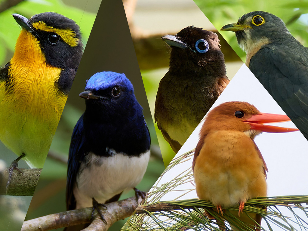 EOSで野鳥撮影 滋賀４～６月の野鳥撮影(初心者向け)