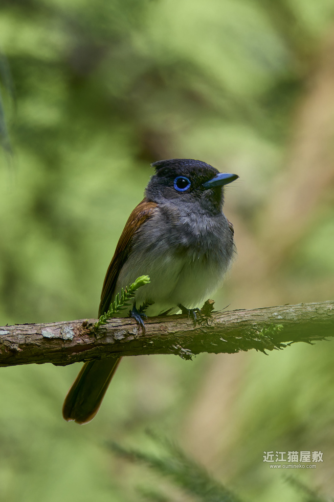 EOS R7,1DX3で野鳥撮影 サンコウチョウ、キビタキ、カワセミ 他