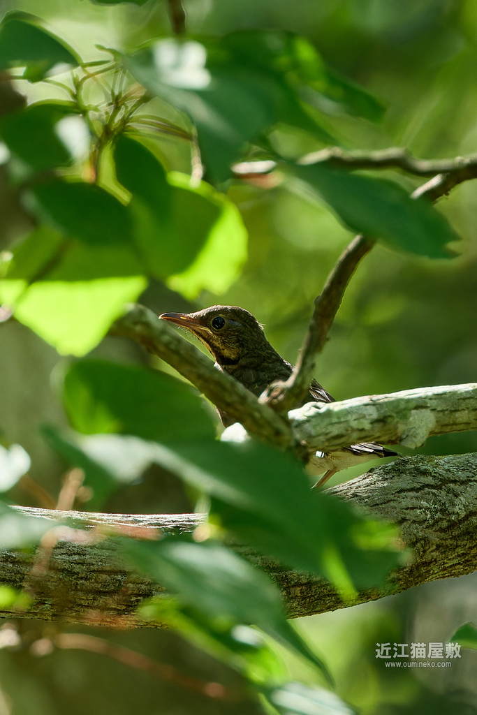 EOS R7で野鳥撮影 朽木 クロツグミ EF400mm F4 DO IS II USM