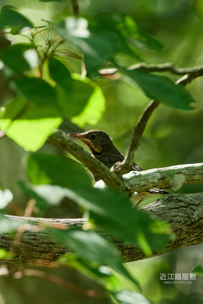 EOS R7で野鳥撮影 朽木 クロツグミ EF400mm F4 DO IS II USM