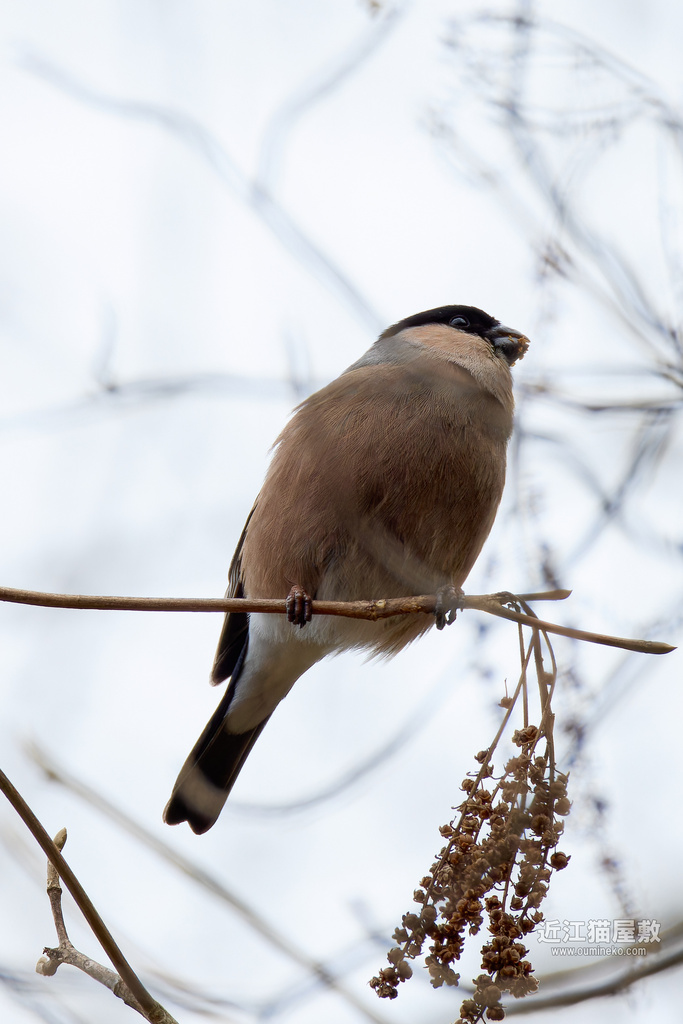 EOS R7で野鳥撮影 ささやまの森公園 散策 ウソ、他