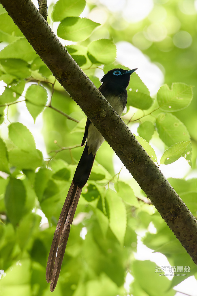 EOS R5 mark IIで野鳥撮影 朽木 サンコウチョウ(傾向とコツ)、キビタキ他