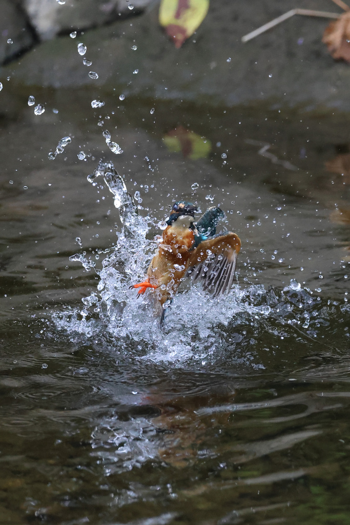 EOS R7 で カワセミ撮影 検証part.4