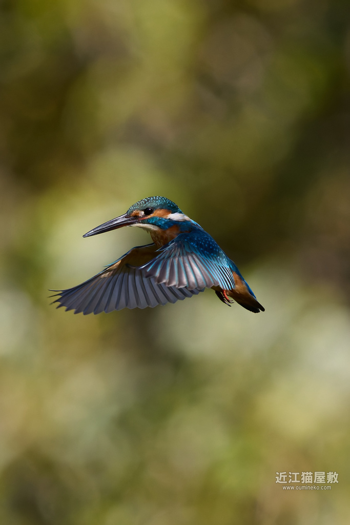 EOS R5 mark IIの罠 カワセミ、アトリ、モズ、ジョウビタキ