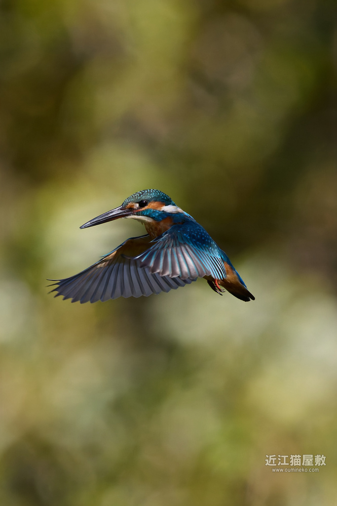 EOS R5 mark IIの罠 カワセミ、アトリ、モズ、ジョウビタキ