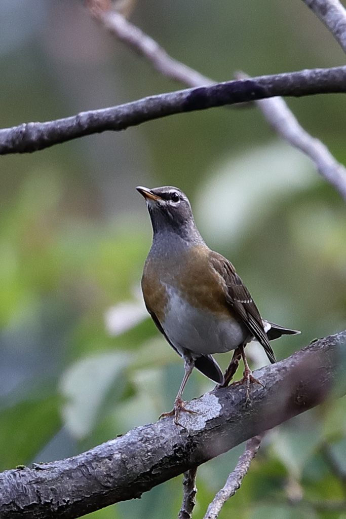 石川県民海浜公園 マミチャジナイ、アカゲラ、ウグイス EOS-1D X Mark II + EF600F4L