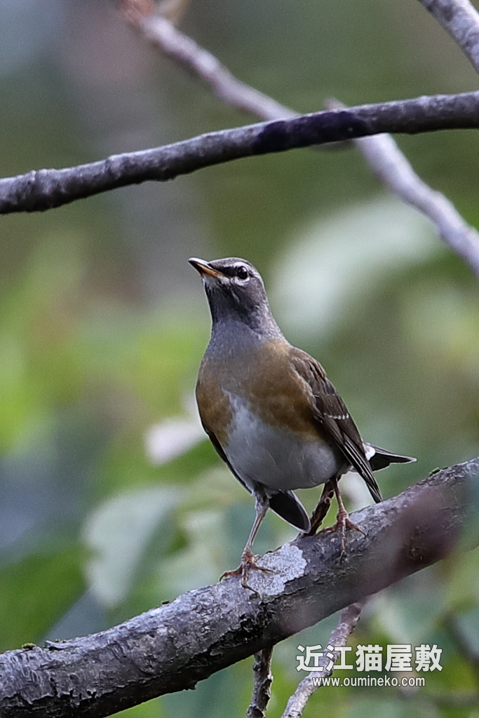 石川県民海浜公園 マミチャジナイ、アカゲラ、ウグイス EOS-1D X Mark II + EF600F4L