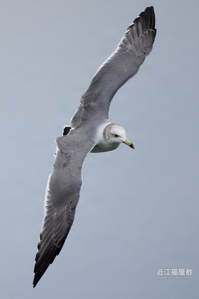 EOS R7,1DX3で野鳥撮影 ウミネコ、トビ、イソヒヨドリ