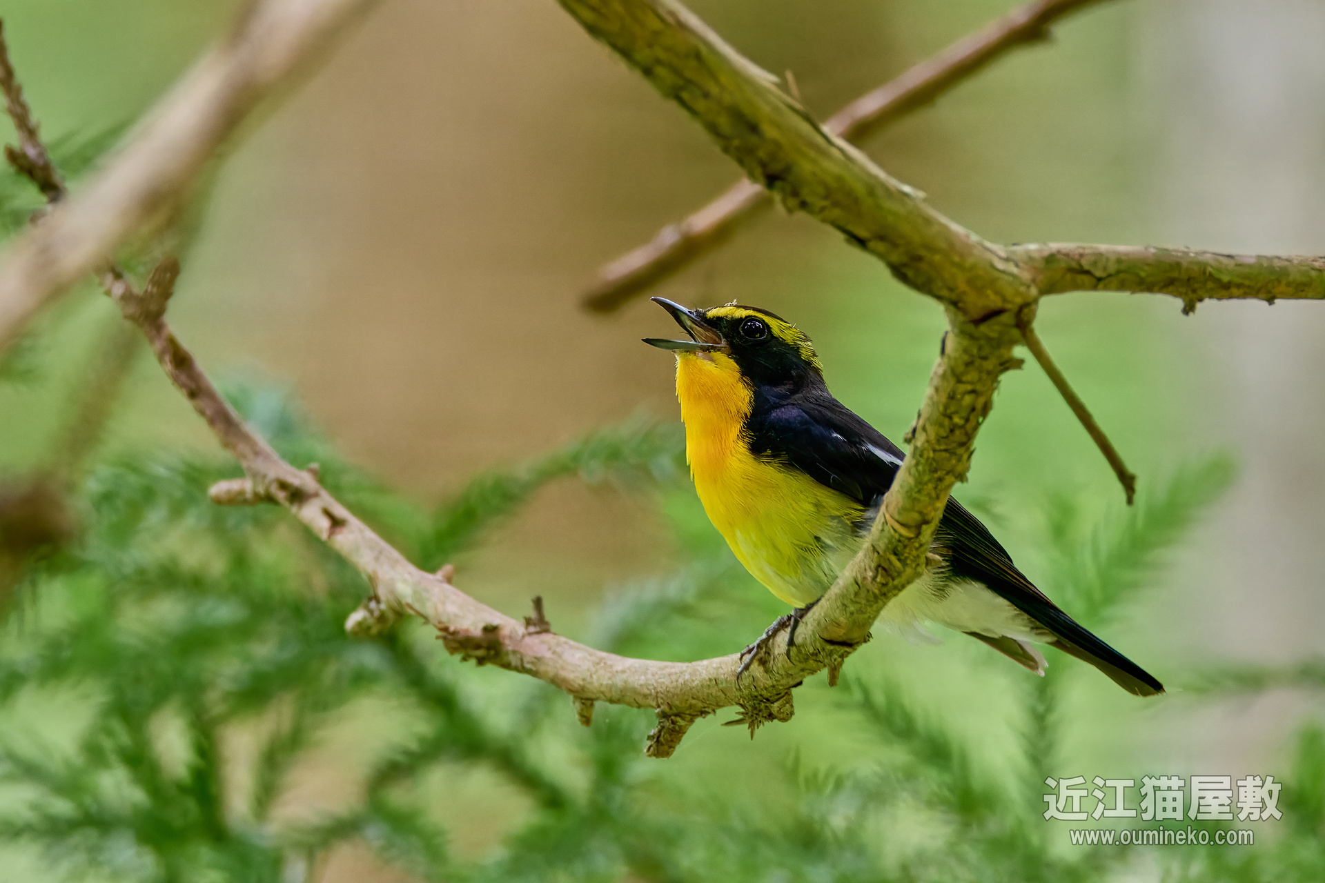 EOSで野鳥撮影 センサーとレンズの適合性 (初心者向け) | 近江猫屋敷