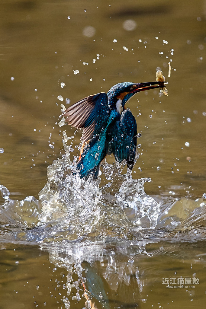 EOS R3,R7,1DX3で野鳥撮影 ルリビタキ、カワセミ