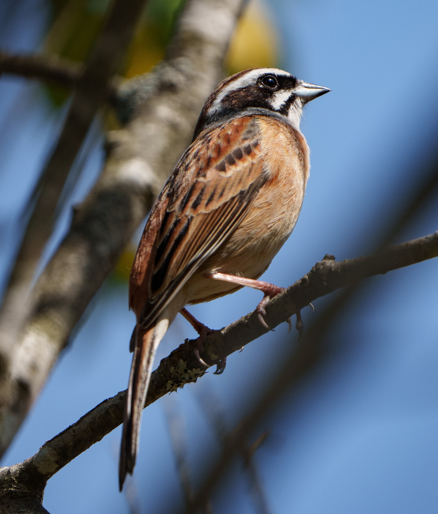 朽木いきものふれあいの里跡地 α1試写 α1+FE200-600