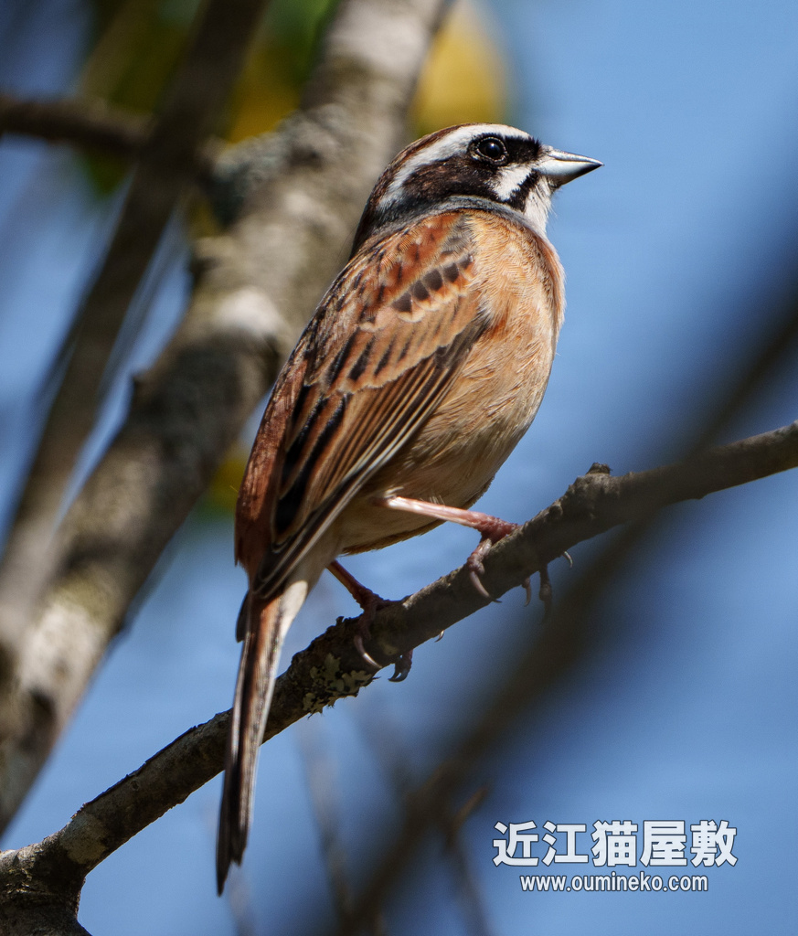 朽木いきものふれあいの里跡地 α1試写 α1+FE200-600