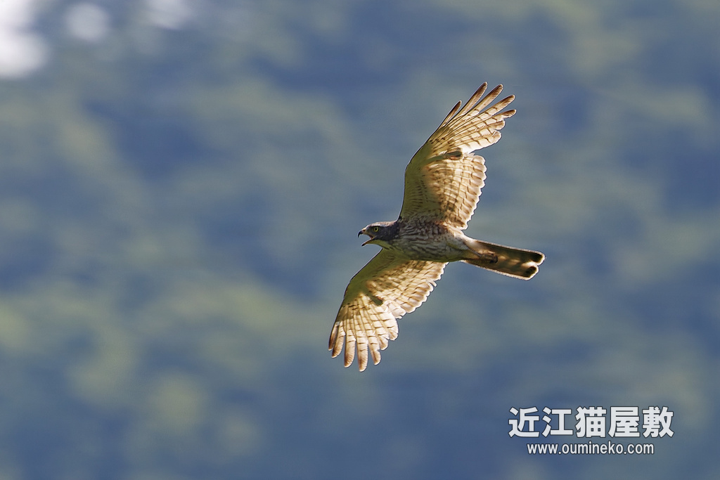 EOSで野鳥撮影 朽木 夏鳥繁忙期の終焉に向けて オオルリ、キビタキ、サンショウクイ、サシバ他
