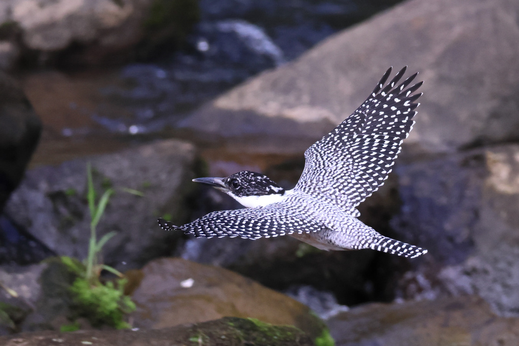 榛原 ヤマセミ R7+RF600mmF4L IS USM