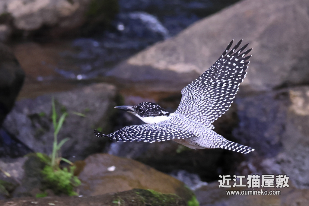 榛原 ヤマセミ R7+RF600mmF4L IS USM