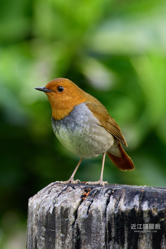 EOS R5 mark IIで野鳥撮影 コマドリ、オオルリ、コサメビタキ他