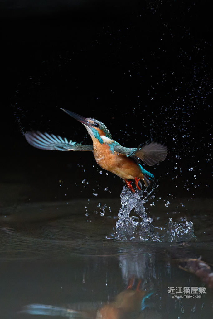 EOS R5 mark IIで野鳥撮影 カワセミ、トラツグミ、カシラダカ他