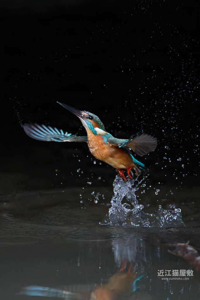 EOS R5 mark IIで野鳥撮影 カワセミ、トラツグミ、カシラダカ他