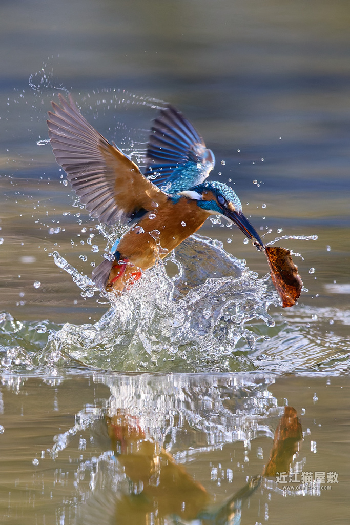 EOS R5 mark II+EF600mm F4L IS II USMで野鳥撮影  ベニマシコ、カワセミ他