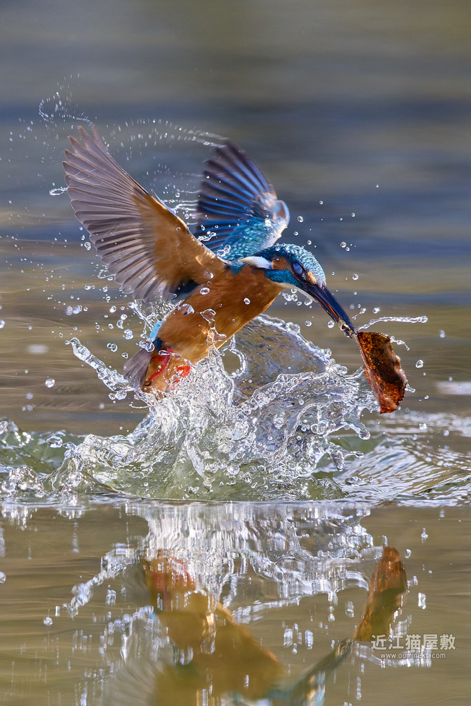 EOS R5 mark II+EF600mm F4L IS II USMで野鳥撮影  ベニマシコ、カワセミ他