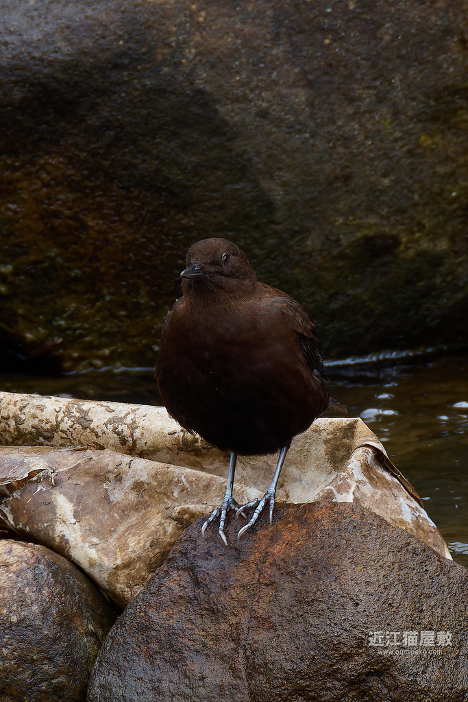 EOS R3,R7で野鳥撮影 カワガラス