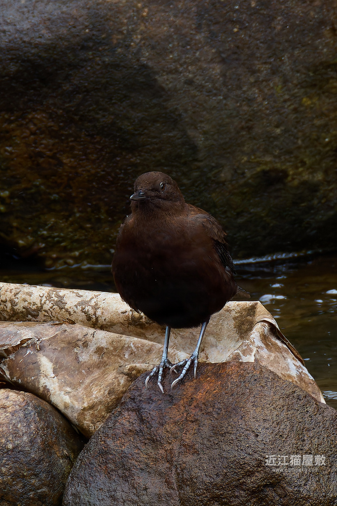 EOS R3,R7で野鳥撮影 カワガラス