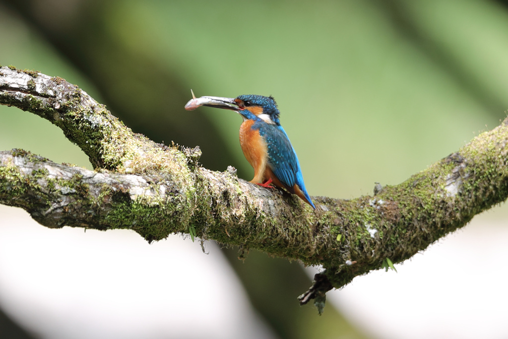 近場の池 カワセミ、オオヨシキリ EOS-1D X Mark II + EF600F4L