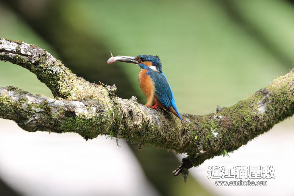 近場の池 カワセミ、オオヨシキリ EOS-1D X Mark II + EF600F4L