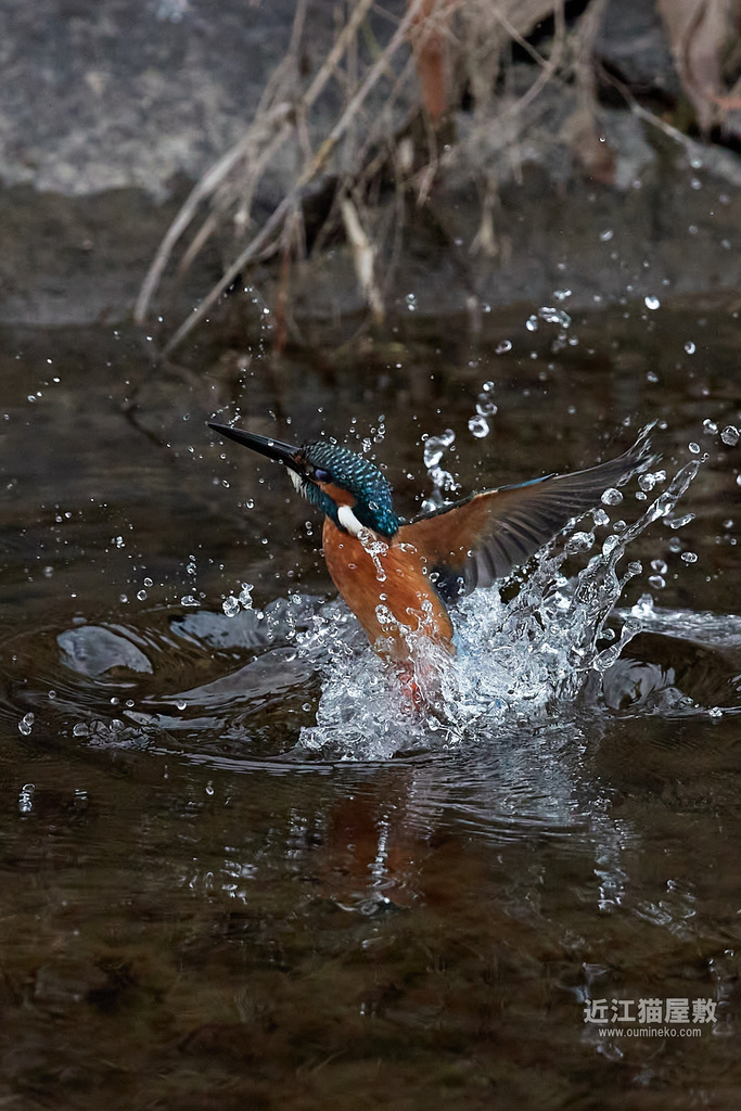 EOS-1D X mark III, R7 カワセミ
