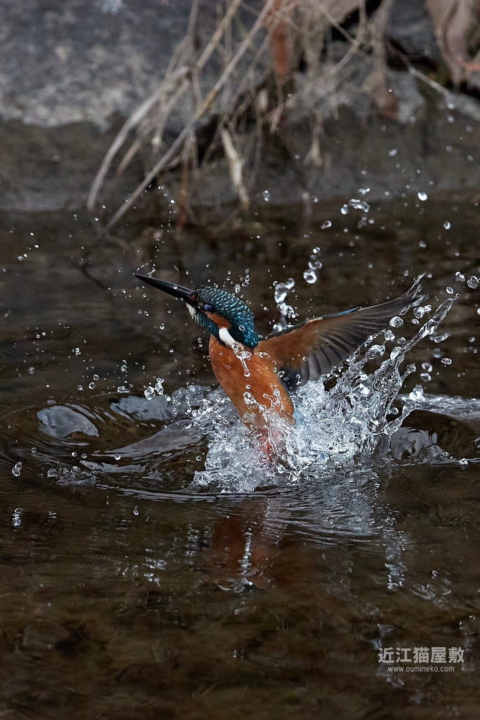 EOS-1D X mark III, R7 カワセミ