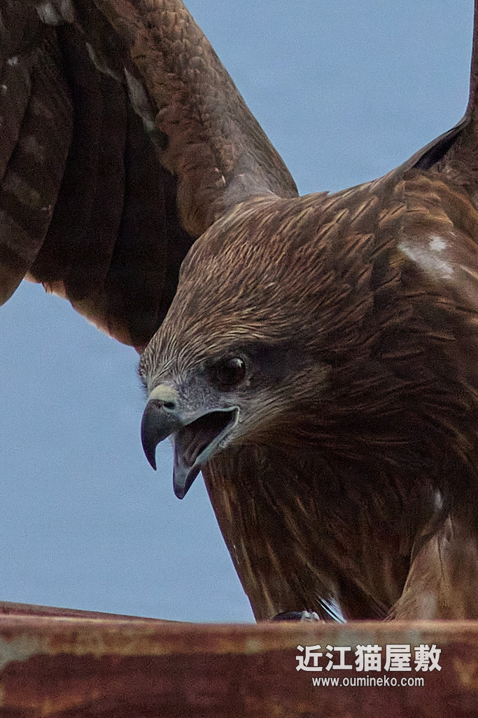 EOS R7 + EF400mm F5.6L USM + Extender x1.4