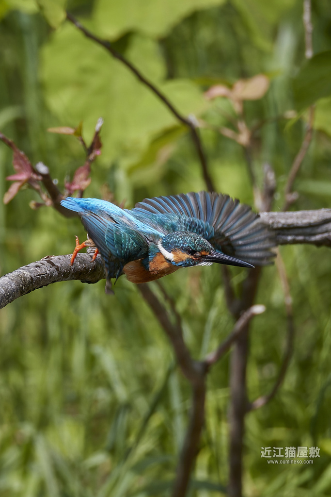 EOS-1D X mark IIIで野鳥撮影 カワセミ