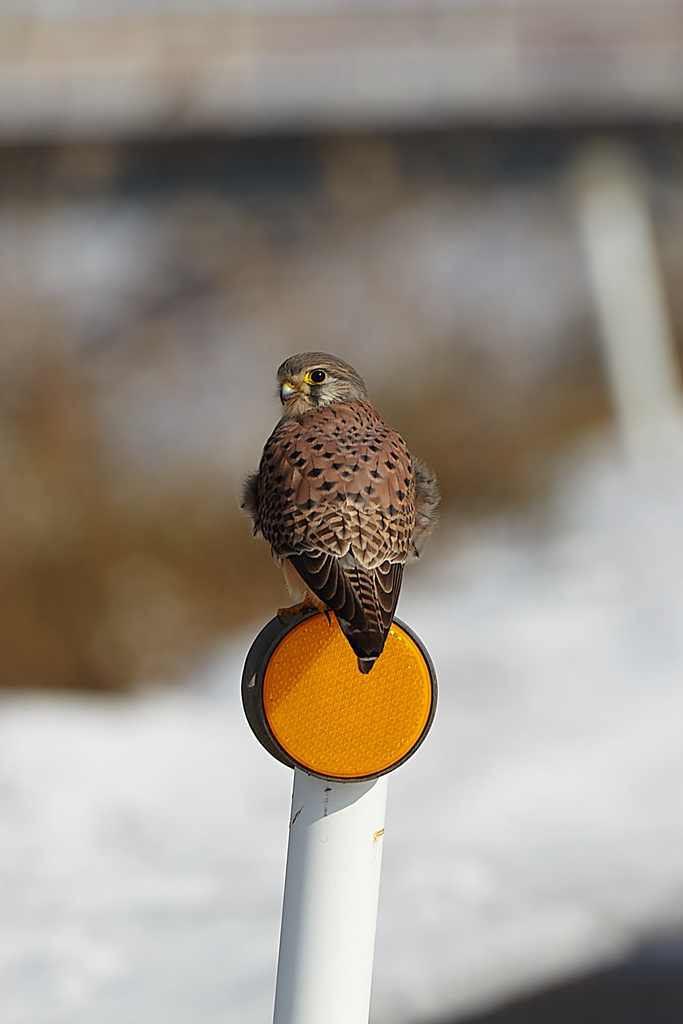 野鳥撮影記録 過去編① 2011年