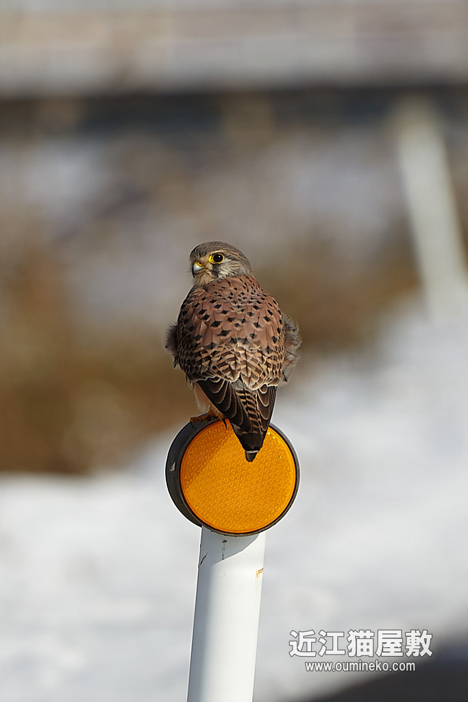 野鳥撮影記録 過去編① 2011年