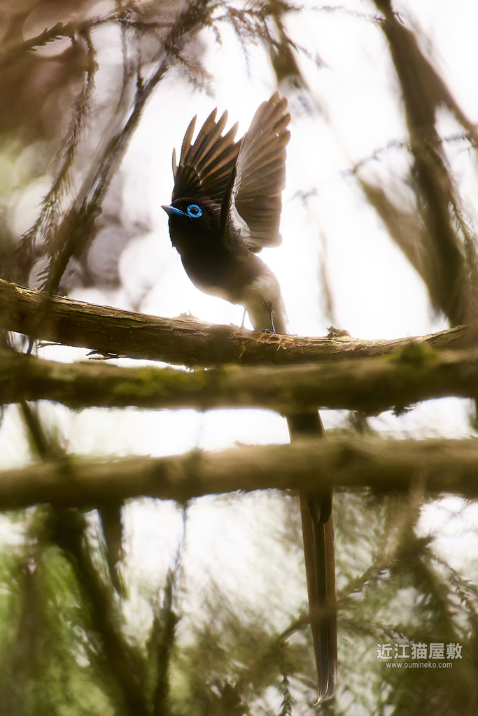 EOS R5 mark IIで野鳥撮影 朽木 サンコウチョウ、イカル、ヤマビル他