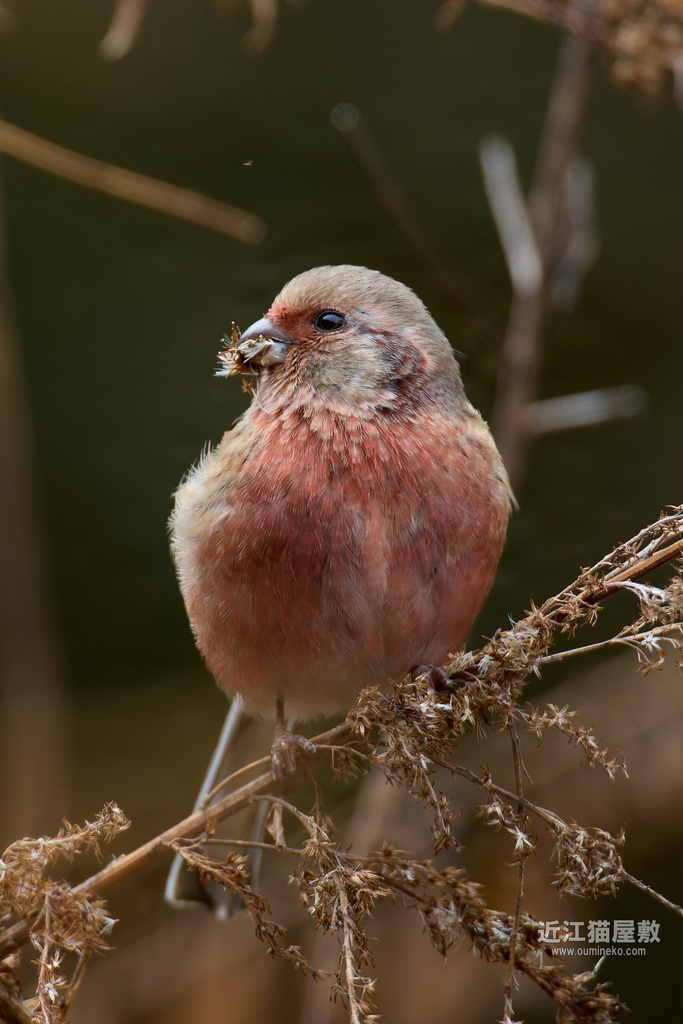 EOS R5 markII, R7で野鳥撮影 ベニマシコ、カワセミ、カシラダカ他