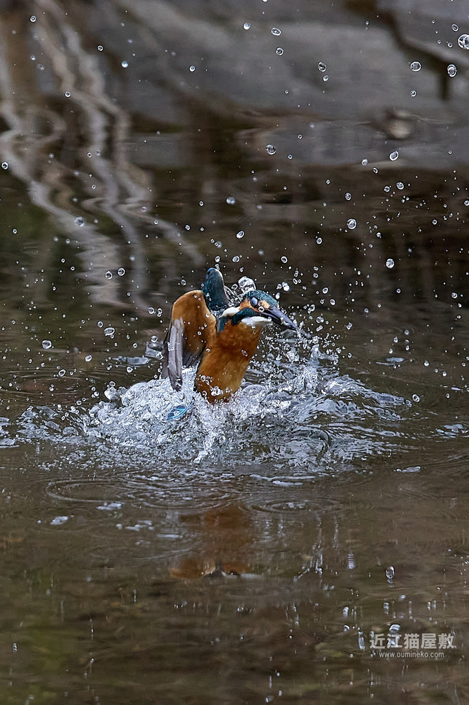 EOS R3で野鳥撮影 カワセミ 検証2