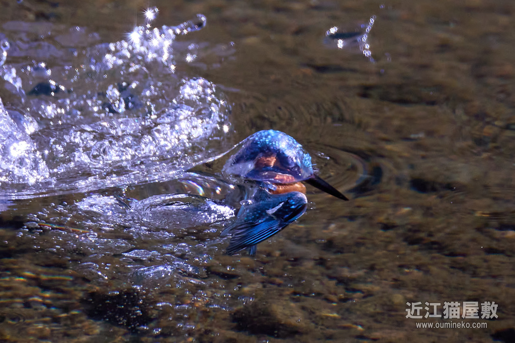 EOS R7 + EF800mm F5.6L IS USM、EF400mm F4 DO IS II USM カワセミ,ムシクイ,ジョウビタキ