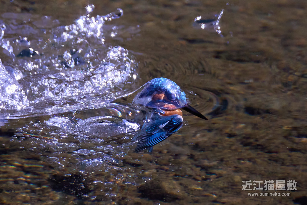 EOS R7 + EF800mm F5.6L IS USM、EF400mm F4 DO IS II USM カワセミ,ムシクイ,ジョウビタキ