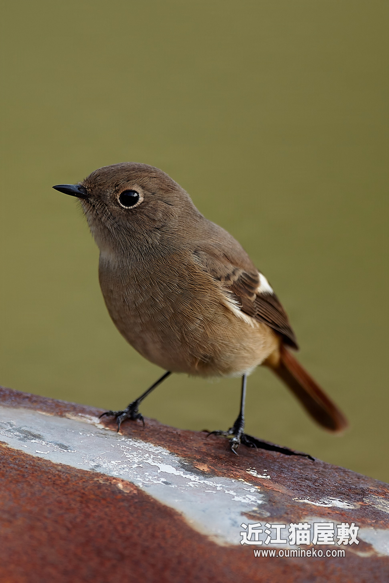 野鳥撮影記録 過去編③ 2012年 後半 EOS 1D markIV＋EF500mm F4L IS