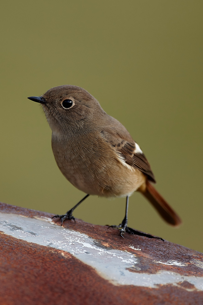 野鳥撮影記録 過去編③ 2012年 後半 EOS 1D markIV＋EF500mm F4L IS USM、EOS 7D、EOS 5D markIII