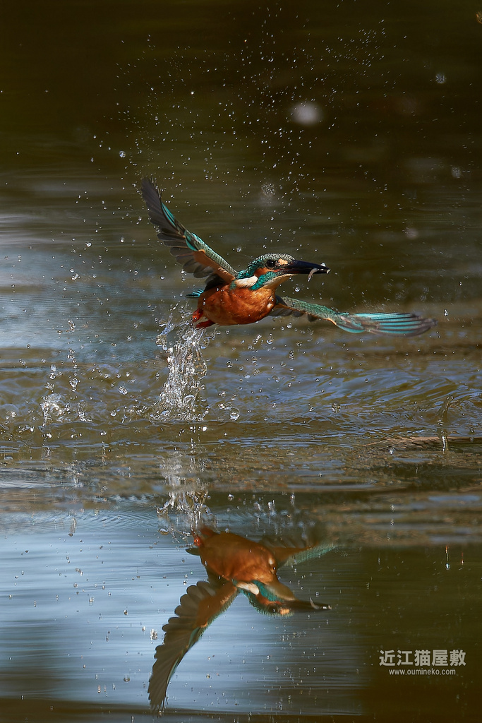 EOS R7,1DX3で野鳥撮影 カワセミ、ノビタキ、ムギマキ、ムシクイ、モズ、シジュウカラ他