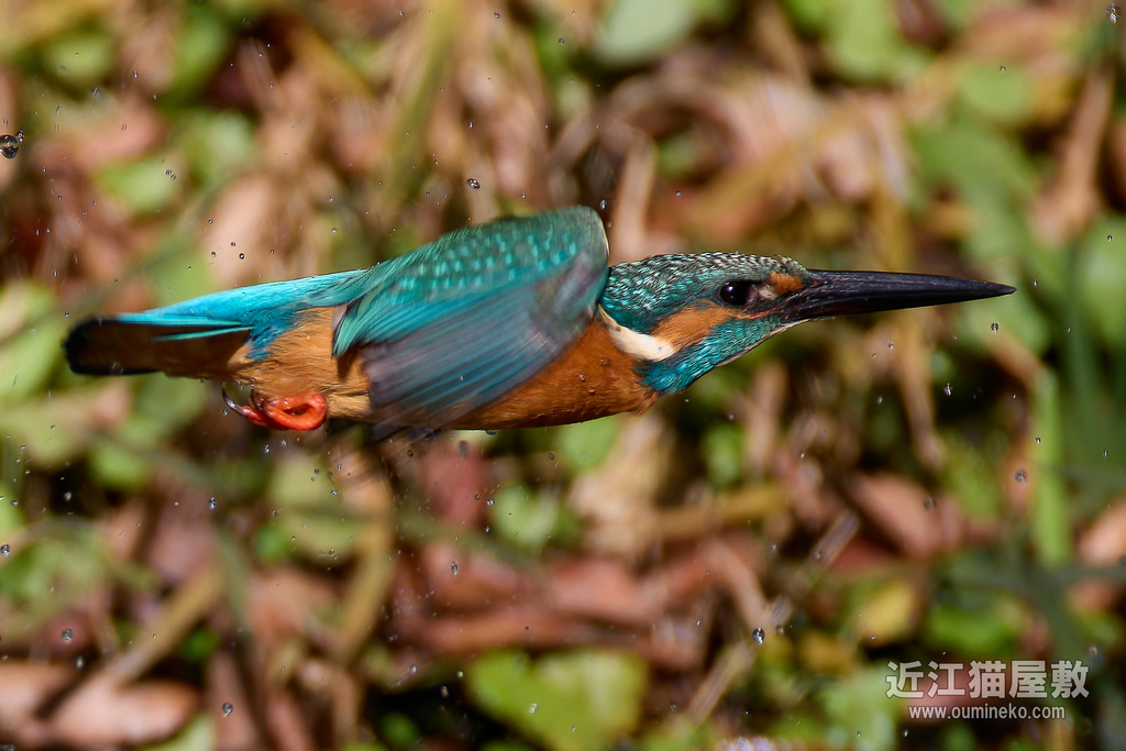 EOS R7+RF200-800mm F6.3-9 IS USM カワセミ挑戦＆とまりもの