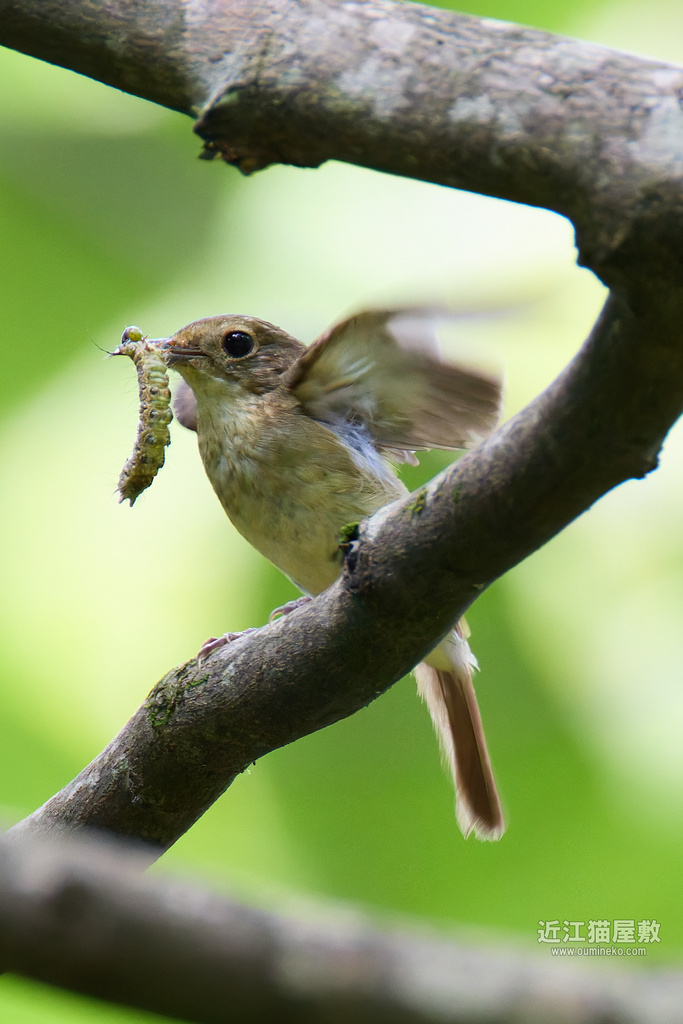 EOS R7で野鳥撮影 朽木 キビタキ