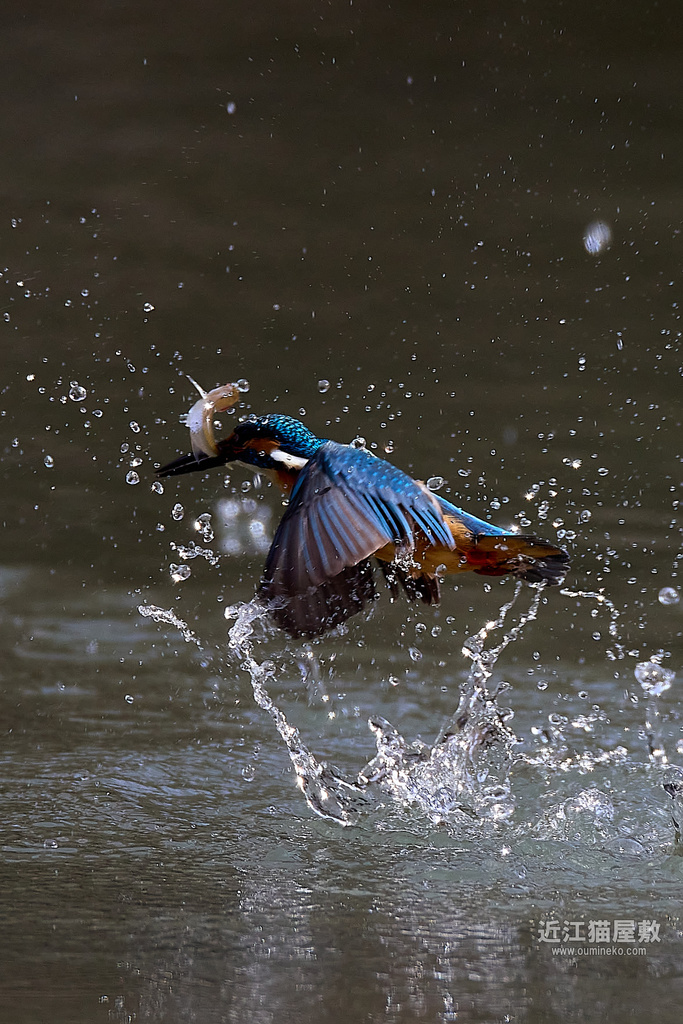 EOS R7,1DX3で野鳥撮影 カワセミ、ヤマガラ、シロハラ他