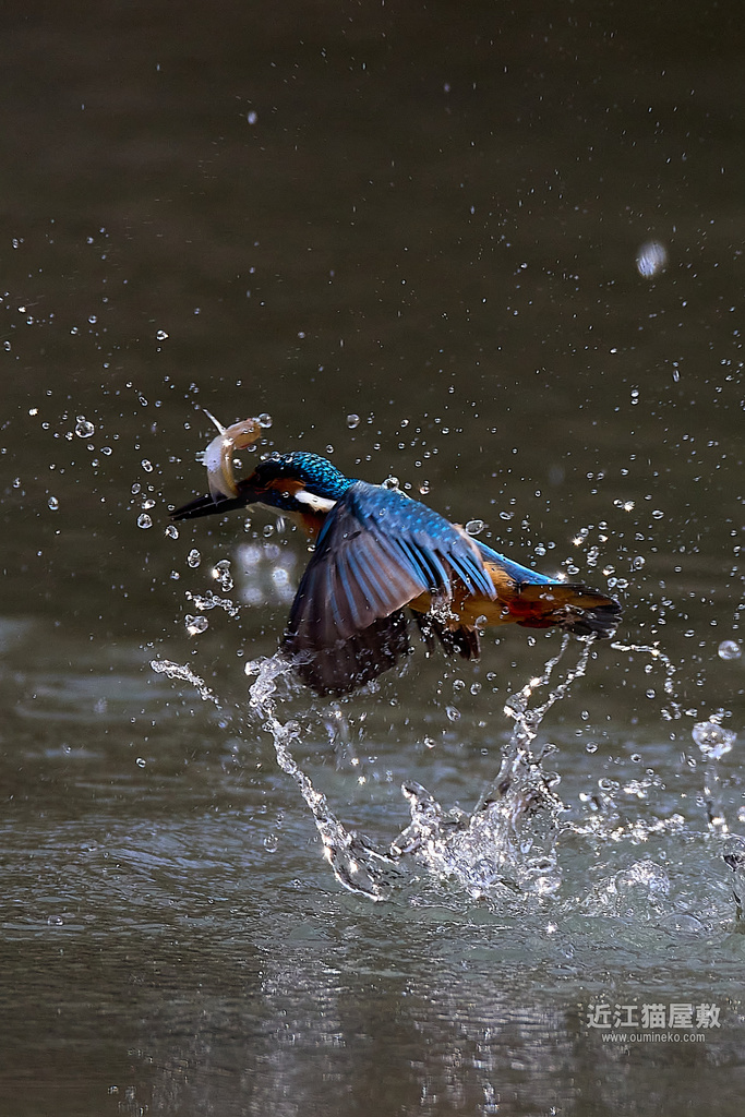 EOS R7,1DX3で野鳥撮影 カワセミ、ヤマガラ、シロハラ他