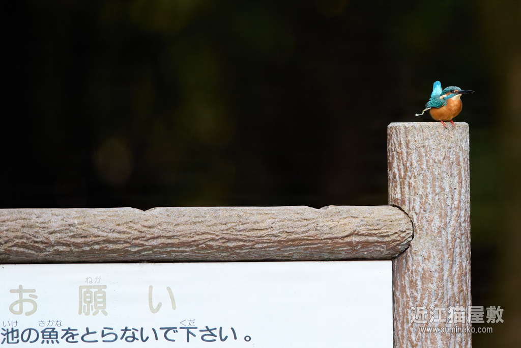 EOS R5 mark IIで野鳥撮影 11/23② カワセミ