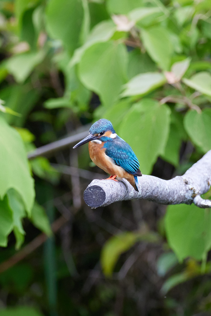 京都の川 カワセミ EOS R5+RF600F4L