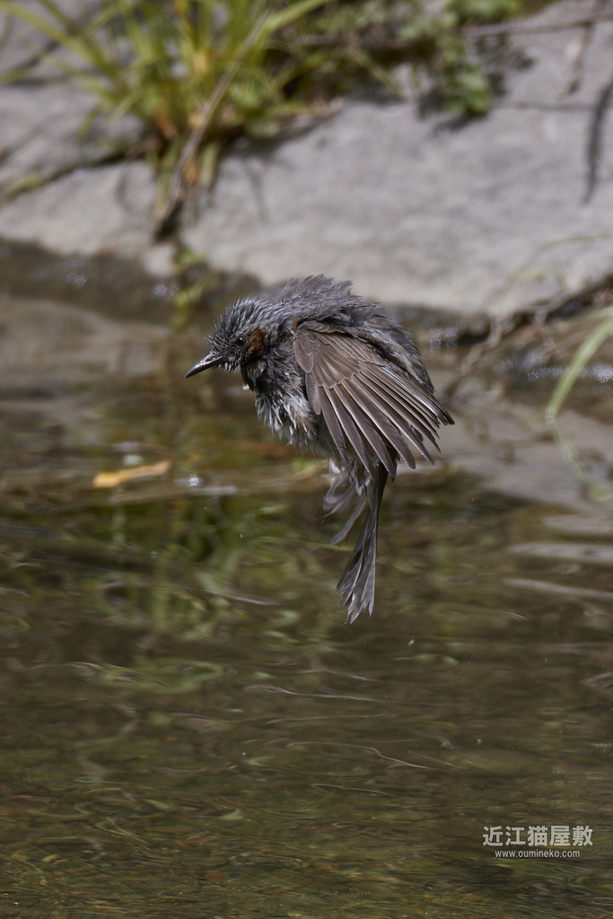 EOS-1D X mark IIIで野鳥撮影 カワセミ、ヒヨドリ、コゲラ