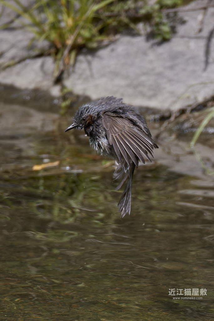 EOS-1D X mark IIIで野鳥撮影 カワセミ、ヒヨドリ、コゲラ